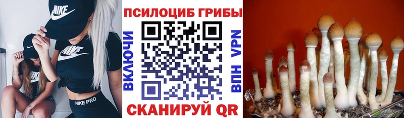 дарк нет состав  купить наркотики цена  Сунжа  Галлюциногенные грибы GOLDEN TEACHER 